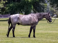 Cheval, Quarter Horse — photo 2