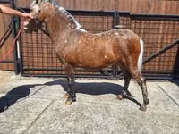 母马, Horses — 照片 3