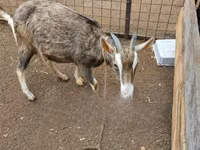 母山羊, Toggenburg goat — 照片 1