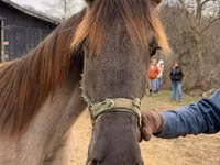 Stute, Rocky Mountain Horse — Foto 5