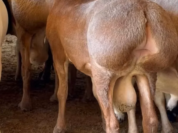 كبش, الأغنام