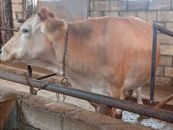 Vaca, Simmental cattle