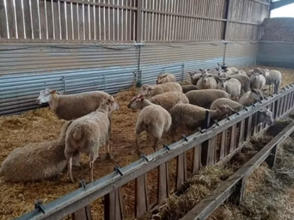 Oveja, Rouge de l’Ouest sheep