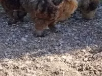 Poule soie — photo 3