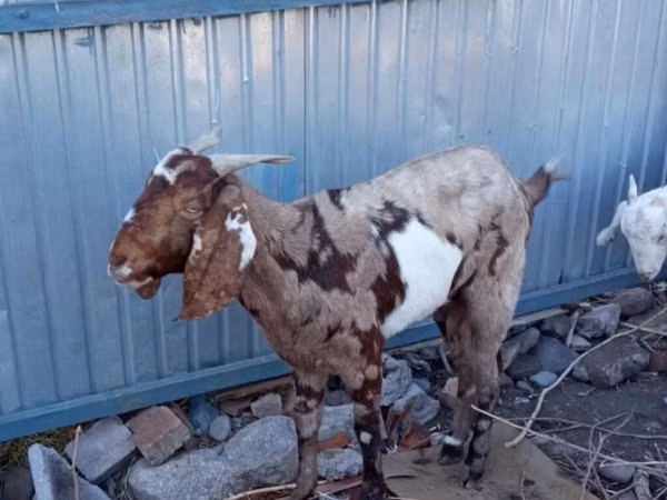 عنزة, Beetal goats