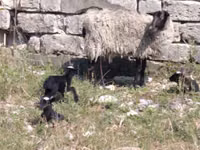 Schaf, Romanov sheep — Foto 5