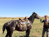 Caballo, Karachay horse — foto 4