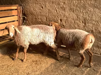 نعجة, Hissar sheep — الصورة 5
