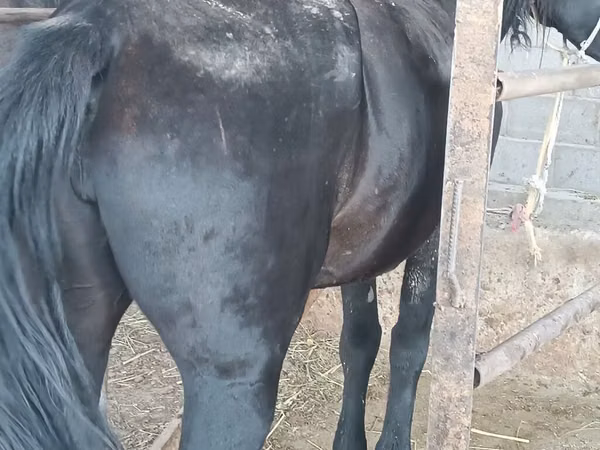 Mare, Horses