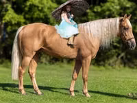 Cheval, Palomino — photo 1