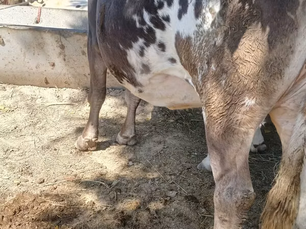 Vache, Race Alatauskaya