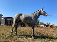 公马, Friesian sport horse — 照片 4
