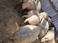 绵羊（批次，未指定性别）, Sheep — 照片 2