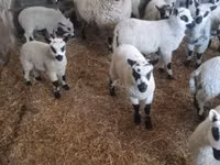 كبش, Cerry Hill sheep — الصورة 4