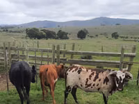 Kuh, Nguni cattle — Foto 4