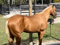 Caballo, Quarter Horse — foto 1