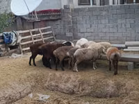 كبش, الأغنام — الصورة 4