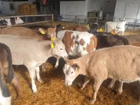 牛只（批次，未指定性别）, Simmental cattle — 照片 1