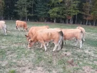 Vaca, Aubrac cattle — foto 3
