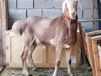 公羊, Rhon sheep — 照片 5
