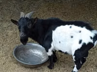 تيس, Nigerian dwarf goats — الصورة 1