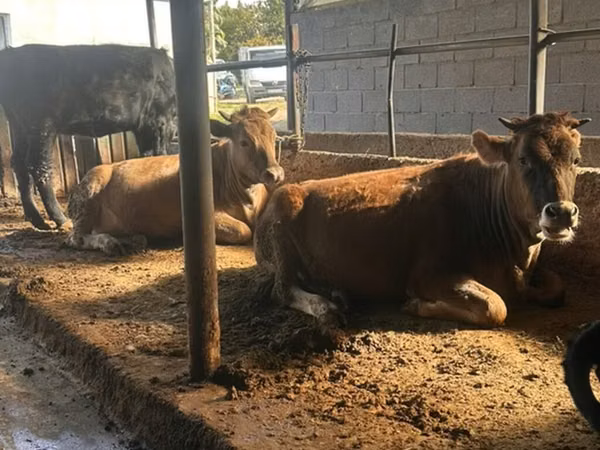 Vache, Brune lettone