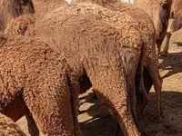 Camels (batch, sex not specified), Kazakh Bactrian camel — photo 4