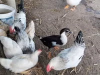 Chickens — الصورة 3