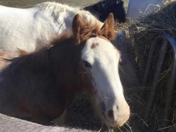 حصان, Gypsy horse