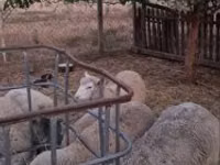 Widder, Cerry Hill sheep — Foto 1