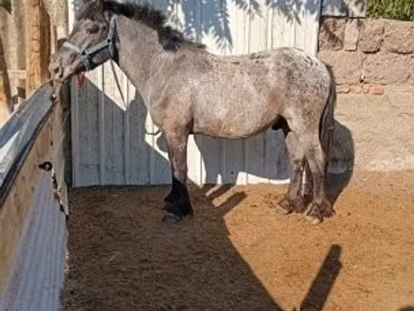 公马, Appaloosa