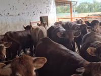 Taureau, Simmental cattle — photo 7