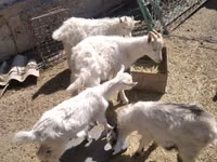 Chèvre, Russian White goat — photo 5