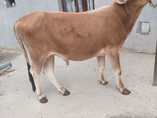 Bovins (lot, sexe non indiqué), Bovins