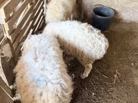 Bélier, Moutons — photo 4
