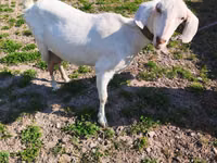 Goat, Beetal goats — photo 4