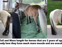 Hengst, Miniature horse — Foto 4