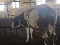 Toro, Simmental cattle — foto 1