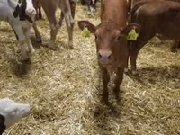 Bovins (lot, sexe non indiqué), Simmental cattle — photo 4