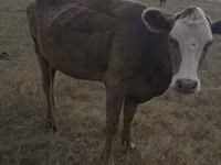Cow, Red Polled Cow — photo 7