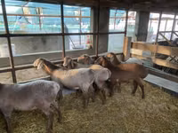 Sheep, Tian-Shan semifinewool sheep — photo 2