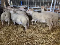 Schaf, Charollais sheep — Foto 1