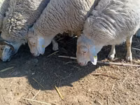Bélier, Assaf sheep — photo 1