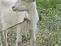 عنزة, Orenburg goat — الصورة 2