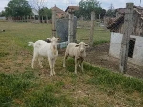 Widder, Merino sheep