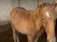 Cheval, Russian Don — photo 2
