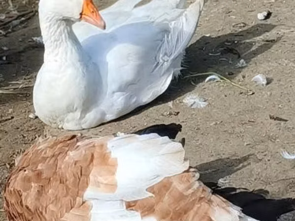 Гуси