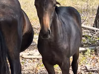 Caballos (lote, sexo no especificado), Karachay horse — foto 5
