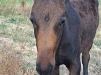 Hengst, Thoroughbred horse — Foto 2