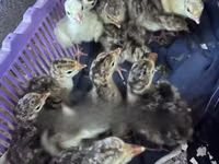 Turkeys — Foto 2